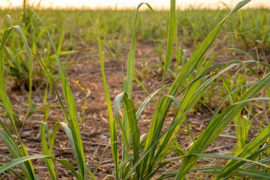 şeker kamışı günbatımı saç ekimi