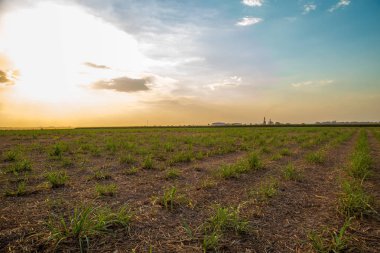 şeker kamışı günbatımı saç ekimi