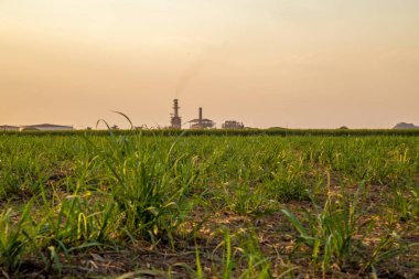 şeker kamışı günbatımı saç ekimi