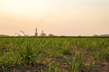 şeker kamışı günbatımı saç ekimi
