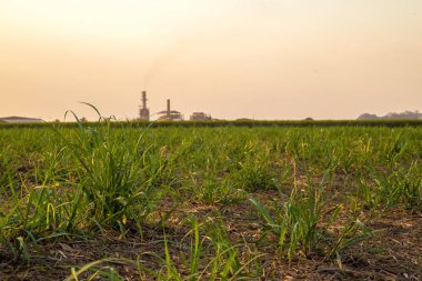 şeker kamışı günbatımı saç ekimi
