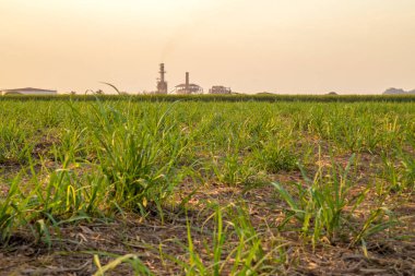 şeker kamışı günbatımı saç ekimi