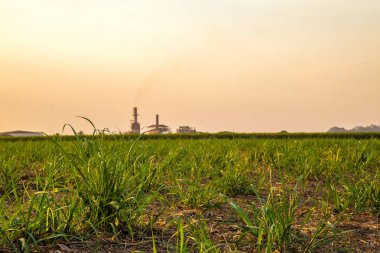 şeker kamışı günbatımı saç ekimi