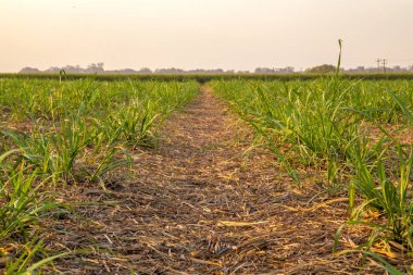 şeker kamışı günbatımı saç ekimi