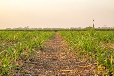 şeker kamışı günbatımı saç ekimi