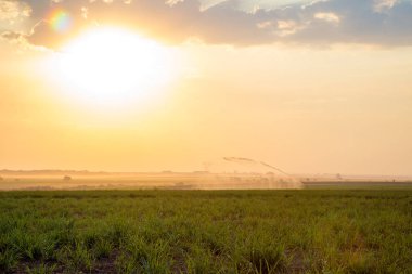 şeker kamışı günbatımı saç ekimi