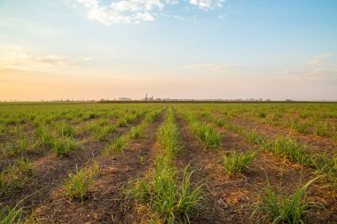 şeker kamışı günbatımı saç ekimi