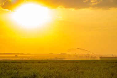 şeker kamışı günbatımı saç ekimi