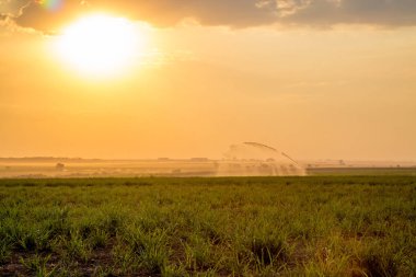 şeker kamışı günbatımı saç ekimi