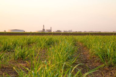 şeker kamışı günbatımı saç ekimi