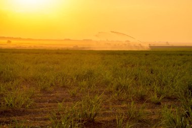 şeker kamışı günbatımı saç ekimi
