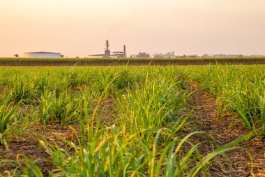 şeker kamışı günbatımı saç ekimi