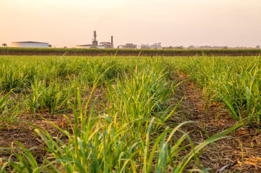 şeker kamışı günbatımı saç ekimi