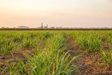 şeker kamışı günbatımı saç ekimi