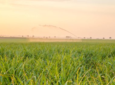 şeker kamışı günbatımı saç ekimi