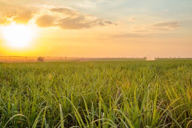 şeker kamışı günbatımı saç ekimi