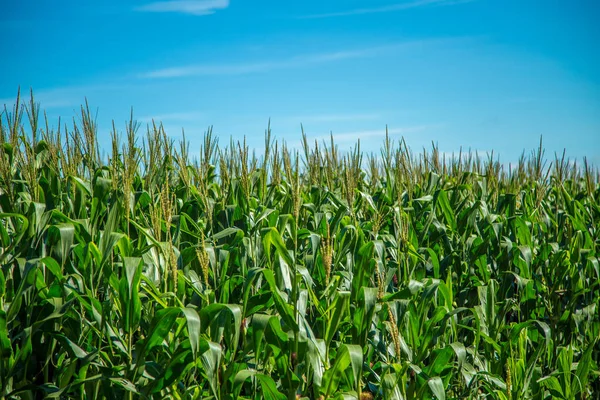 Plantação de milho grão rural — Fotografia de Stock