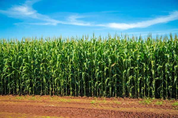 Mısır tarlası plantasyon kırsal tahıl