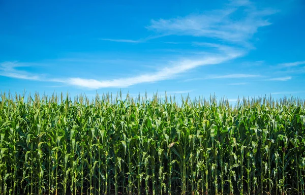 Plantação de milho grão rural — Fotografia de Stock