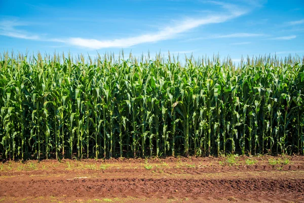 Plantação de milho grão rural — Fotografia de Stock