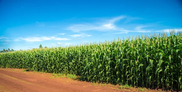 Кукурузные плантации — стоковое фото