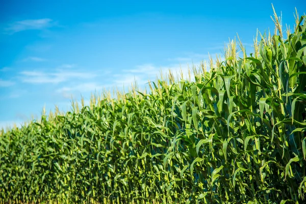 Cornfield plantage landelijke graan — Stockfoto