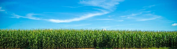 Cornfield plantation rural grain — Stock Photo, Image