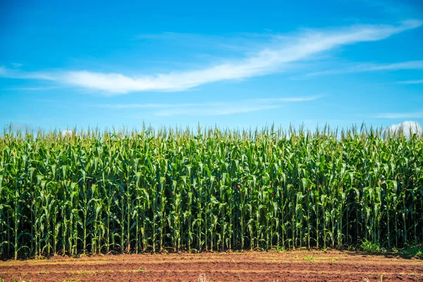 Plantación de maíz grano rural —  Fotos de Stock