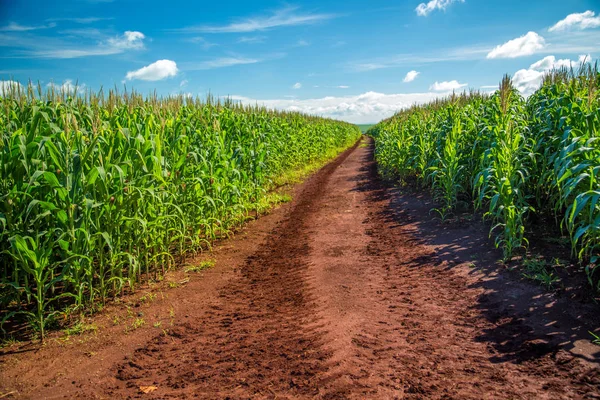 Plantação de milho grão rural — Fotografia de Stock