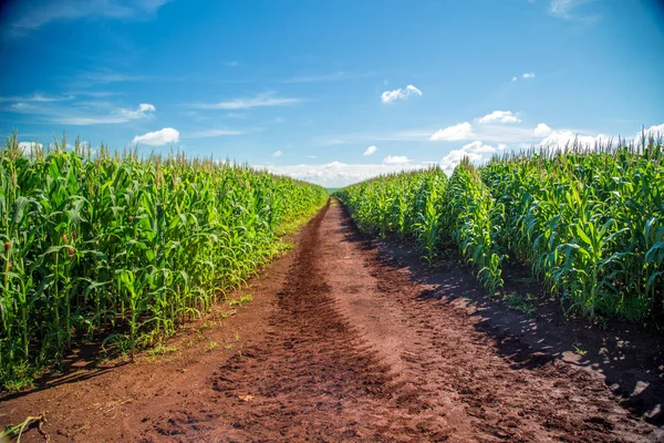 Plantação de milho grão rural — Fotografia de Stock