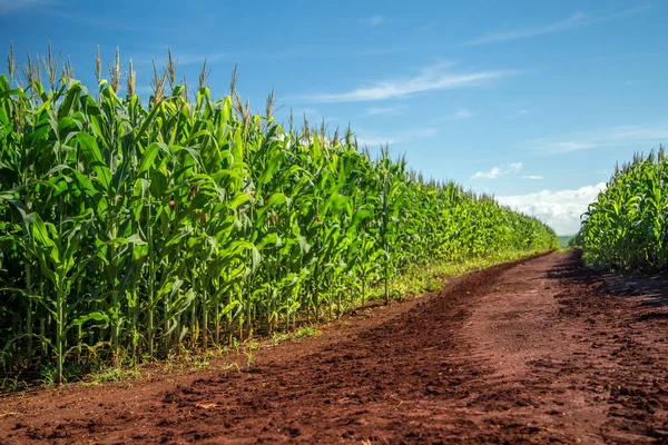 Plantación de maíz grano rural — Foto de Stock