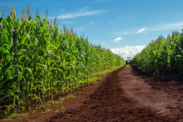 Plantação de milho grão rural — Fotografia de Stock