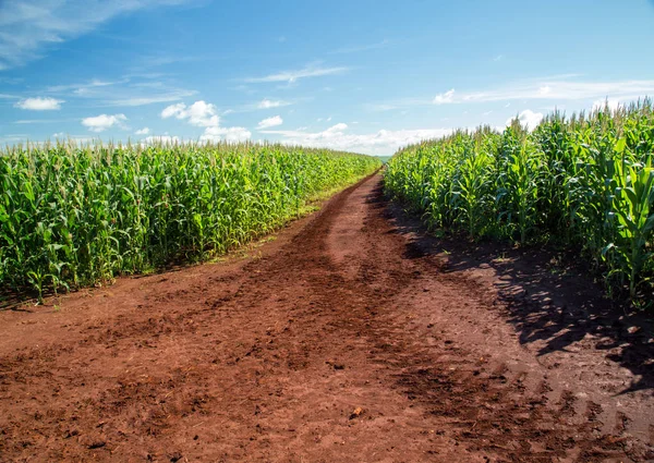 Plantación de maíz grano rural — Foto de Stock