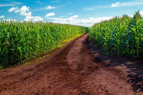 Plantação de milho grão rural — Fotografia de Stock