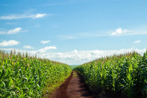 Plantação de milho grão rural — Fotografia de Stock