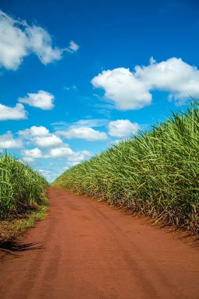 Caña de cultivo de caña de azúcar — Foto de Stock