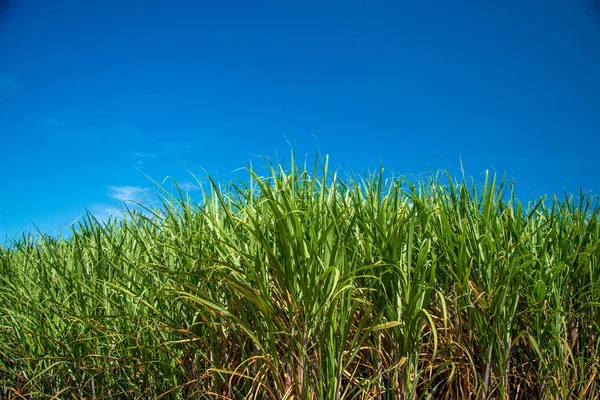 Şeker kamışı ekimi alanı kamışı