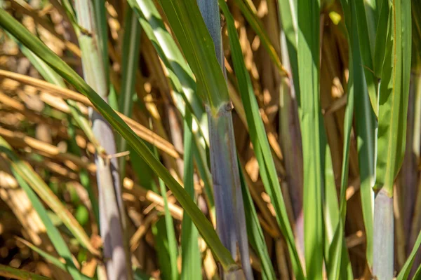 Caña de cultivo de caña de azúcar — Foto de Stock