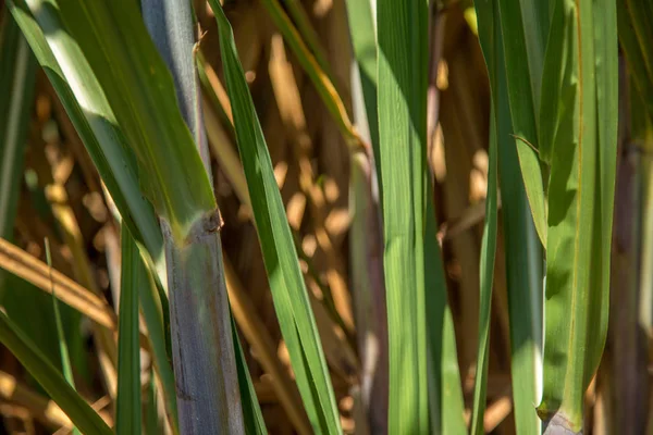 Тростник сахарного тростника — стоковое фото