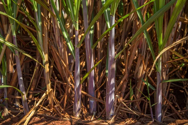 Caña de cultivo de caña de azúcar — Foto de Stock