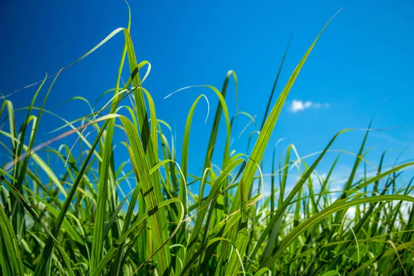 Şeker kamışı ekimi alanı kamışı