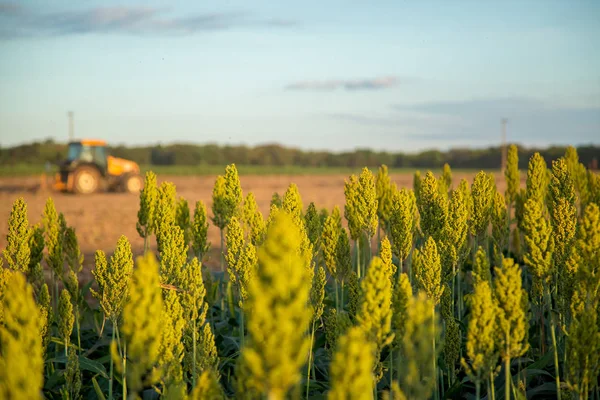 Campo de plantación de sorgo puesta de sol —  Fotos de Stock