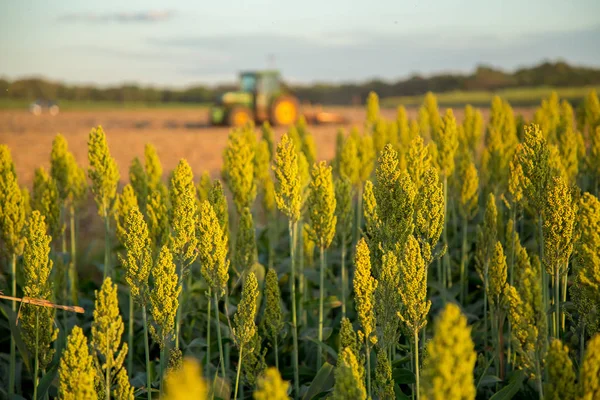 sorgum günbatımı ekimi alanı