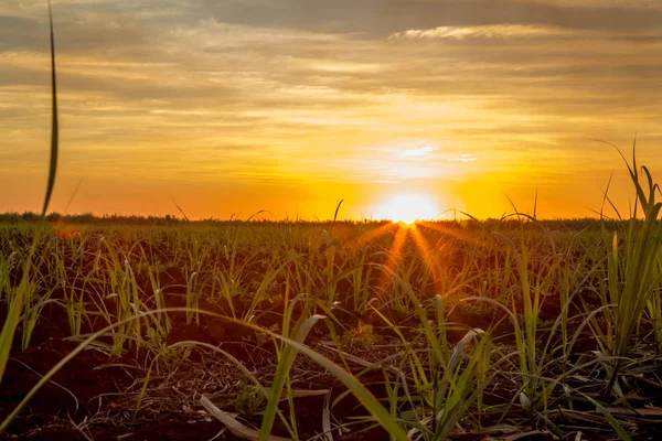 Zachód słońca plantacji trzciny cukrowej — Zdjęcie stockowe