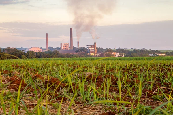 Plantación de caña de azúcar puesta del sol — Foto de Stock