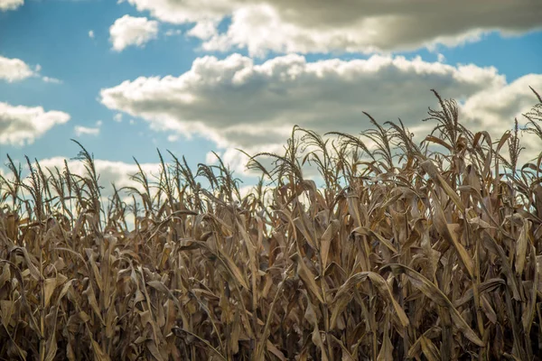 Kuru mısır kırsal çiftlik