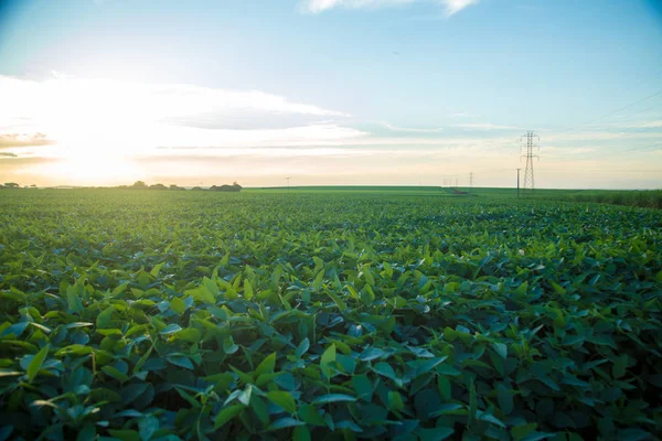 Campo de plantação de soja por do sol — Fotografia de Stock