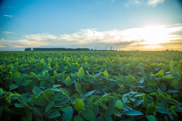 Soya ekimi alanı günbatımı 