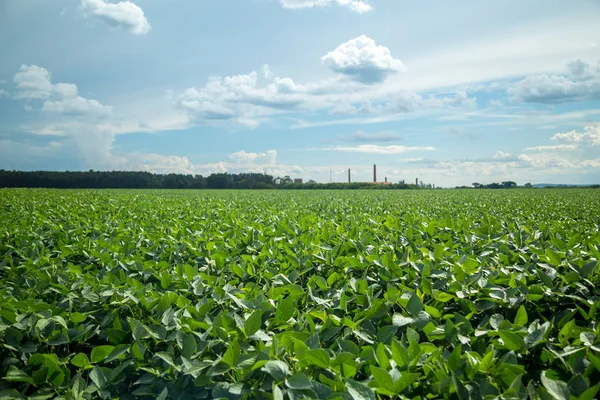 Soya ekimi alanı günbatımı 