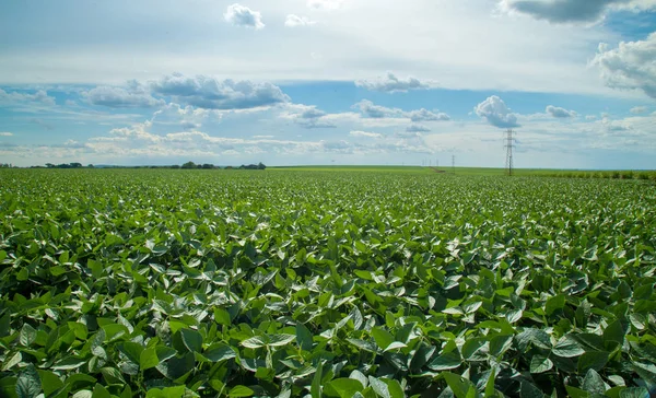 Soya ekimi alanı günbatımı 
